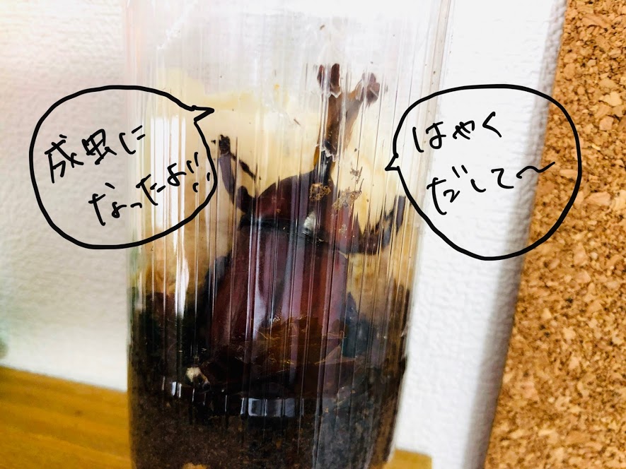 羽化したさなぎ君