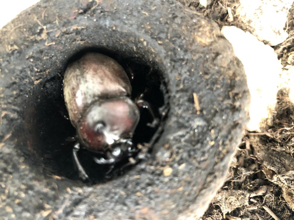 新しい仲間？？